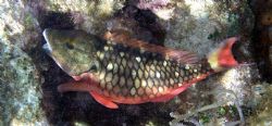 I believe this is a clown fish feeding off of the coral g... by Andrew Kubica 